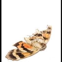 Butterfly on it's back with wings spread out